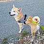 dog, canine, pet, harness, leash, outdoor, gravel, path, grass, tail, curled_tail, walking, nature, animal, mammal, ears, fur, side_view, daylight, happy