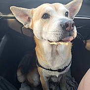 Django participe au concours pour gagner de l'argent avec cette photo : dog, animal, pet, car_interior, sitting, fur, ears, tongue, blanket, human_leg, footwear, natural_light, closeup, cute, companion, canine, collar, brown_fur, white_fur, indoor