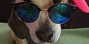 Django participe au concours pour gagner de l'argent avec cette photo : beard, canidae, cap, carnivore, companion_dog, dog, dog_breed, electric_blue, eyewear, fashion_accessory, fawn, fur, glasses, goggles, magenta, personal_protective_equipment, snout, sunglasses, toy_dog, vision_care