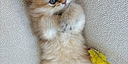 Chedda joined the competition — help win amazing prizes! kitten, cat, fluffy, blue_eyes, toy_mouse, couch, beige, fur, cute, pet, animal, indoor, relaxed, small, paw, lying_down, playful, cozy, texture, closeup
