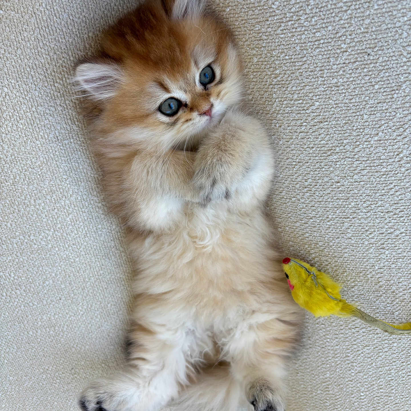 Chedda joined the competition — help win amazing prizes! animal, beige, blue_eyes, cat, closeup, couch, cozy, cute, fluffy, fur, indoor, kitten, lying_down, paw, pet, playful, relaxed, small, texture, toy_mouse