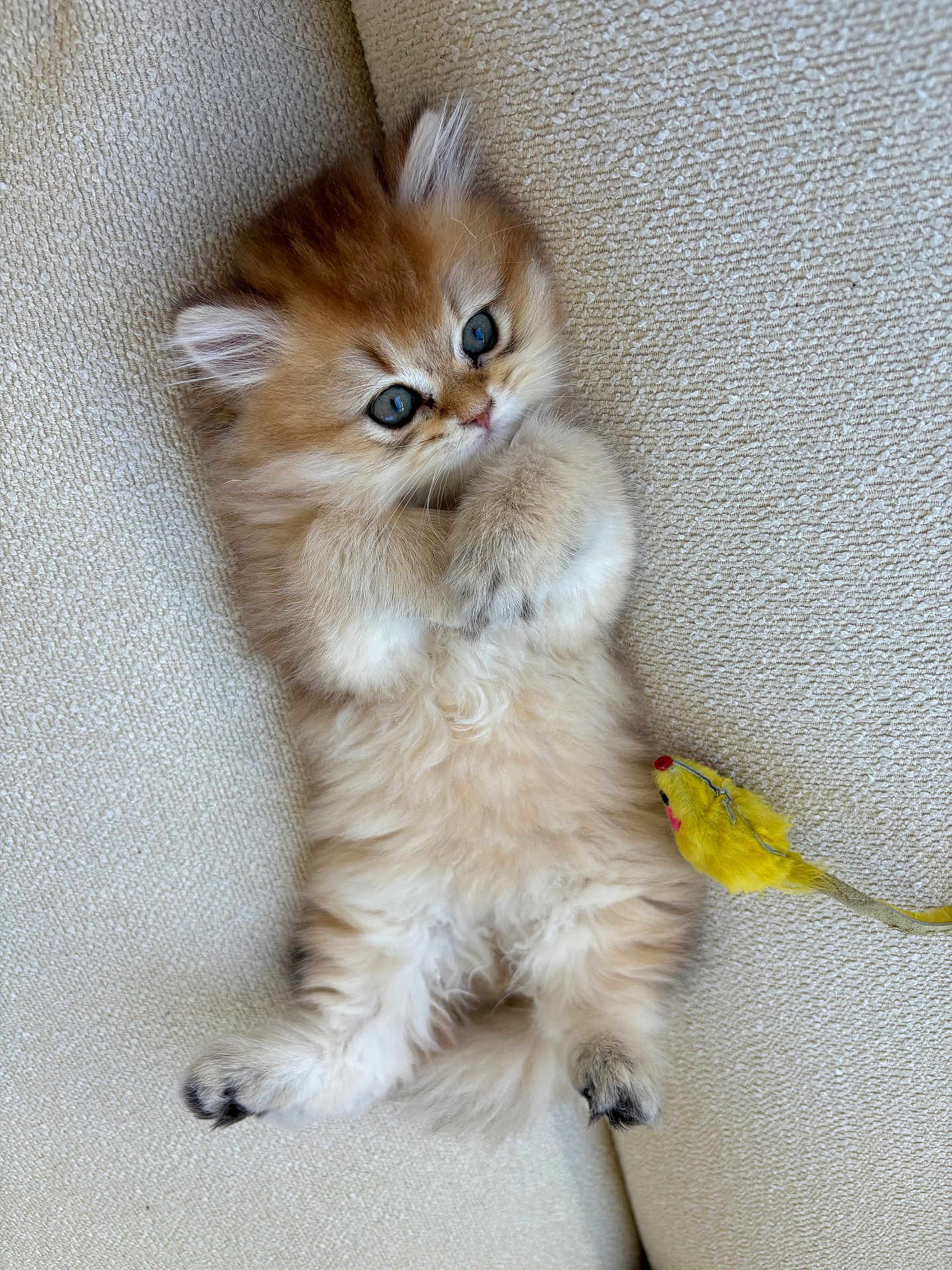 Chedda joined the competition — help win amazing prizes! kitten, cat, fluffy, blue_eyes, toy_mouse, couch, beige, fur, cute, pet, animal, indoor, relaxed, small, paw, lying_down, playful, cozy, texture, closeup