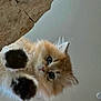 Chedda is registered to the contest to win money with this photo: cat, kitten, fluffy, orange, paws, curious, pet, animal, closeup, indoor, feline, whiskers, ears, cute, looking_down, soft_fur, playful, young, adorable, face