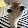 Chedda is registered to the contest to win money with this photo: kitten, cat, fluffy, cute, pet, animal, indoor, bed, blanket, striped, paws, fur, feline, playful, young, adorable, cozy, soft, standing, room