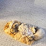 Chedda is registered to the contest to win money with this photo: cat, fluffy, orange, pet, animal, relaxing, sunlight, carpet, indoor, cute, feline, paws, fur, sleeping, cozy, resting, adorable, whiskers, tail, nap