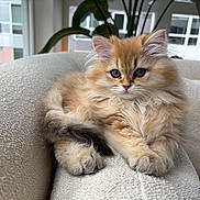 Chedda is registered to the contest to win money with this photo: kitten, cat, fluffy, indoor, sofa, pet, cute, feline, animal, relaxed, cozy, window, plant, living_room, young_cat, portrait, domestic_animal, soft_fur, resting, curious