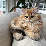 kitten, cat, fluffy, indoor, sofa, pet, cute, feline, animal, relaxed, cozy, window, plant, living_room, young_cat, portrait, domestic_animal, soft_fur, resting, curious