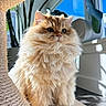 Chedda joined the competition — help win amazing prizes! cat, fluffy, indoor, sunlight, plant, window, scratch_post, golden, pet, feline, cute, domestic_animal, fur, whiskers, ears, nose, floor, daylight, houseplant, relaxation