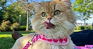 Chedda joined the competition — help win amazing prizes! cat, fluffy, pink_harness, leash, grass, outdoor, daylight, greenery, tree, blue_sky, pet, animal, cute, licking, close_up, fur, playful, nature, park, sunny