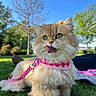 cat, fluffy, pink_harness, leash, grass, outdoor, daylight, greenery, tree, blue_sky, pet, animal, cute, licking, close_up, fur, playful, nature, park, sunny