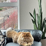 Chedda joined the competition — help win amazing prizes! cat, fluffy, orange_cat, leather_couch, indoor, houseplant, window, streetlamp, tree, blooming_tree, relaxed, pet, feline, living_room, cozy, fur, animal, sunlight, home, comfort