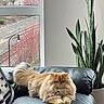 cat, fluffy, orange_cat, leather_couch, indoor, houseplant, window, streetlamp, tree, blooming_tree, relaxed, pet, feline, living_room, cozy, fur, animal, sunlight, home, comfort