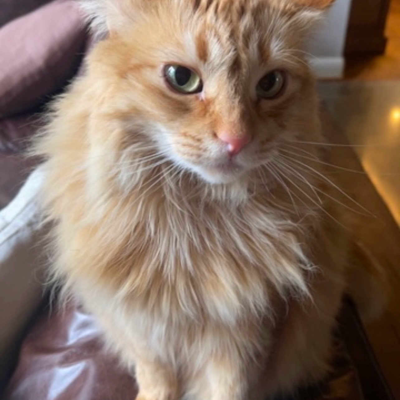 Pumpkin