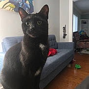 Princess Peach joined the competition — help win amazing prizes! black_cat, cat, couch, ears, green_toy, hardwood_floor, indoor, living_room, painting, pet, portrait, red_blanket, remote_control, sofa, toy, tuxedo_marking, upholstery, wall, whiskers, wide_eyes