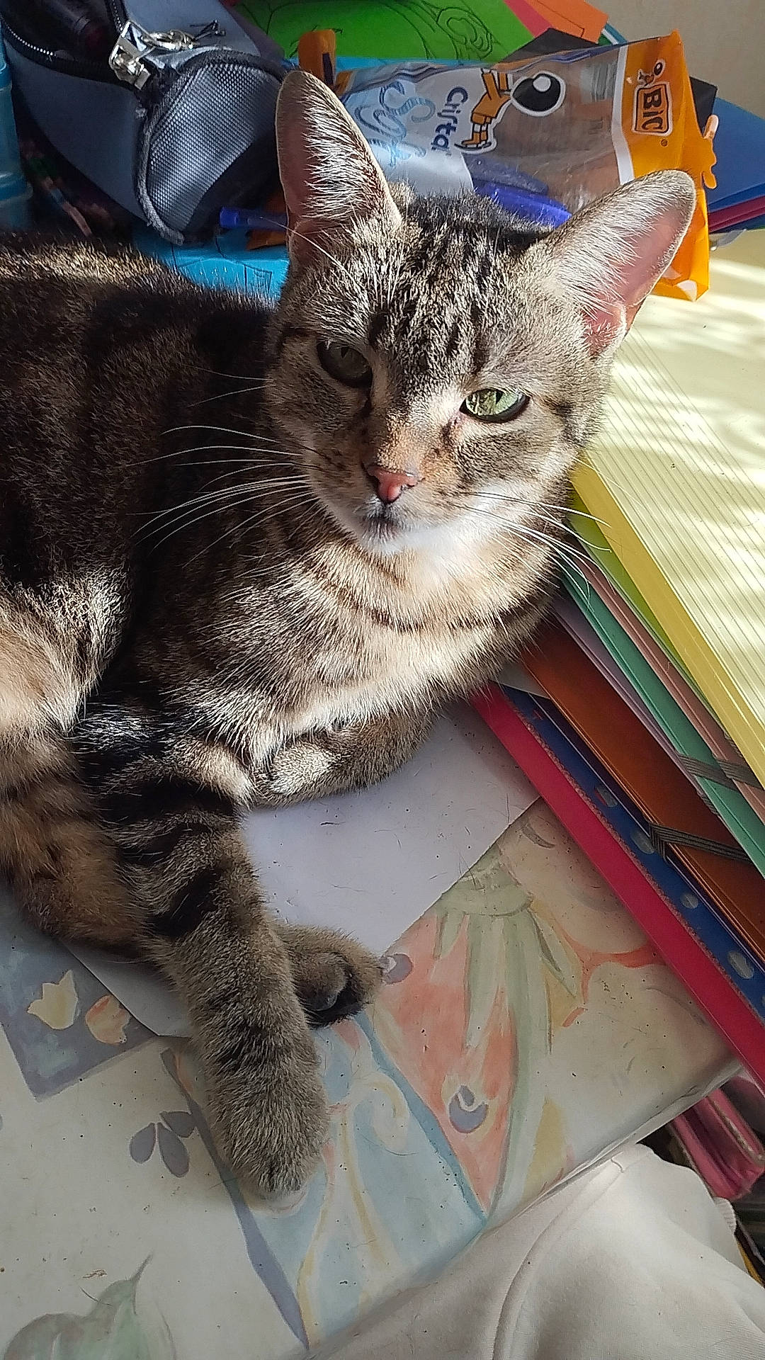 Pupuce a rejoint le concours — aidez-le/la à gagner de superbes lots ! carnivore, cat, claw, domestic_short_haired_cat, felidae, fur, paw, small_to_medium_sized_cats, snout, tail, terrestrial_animal, whiskers