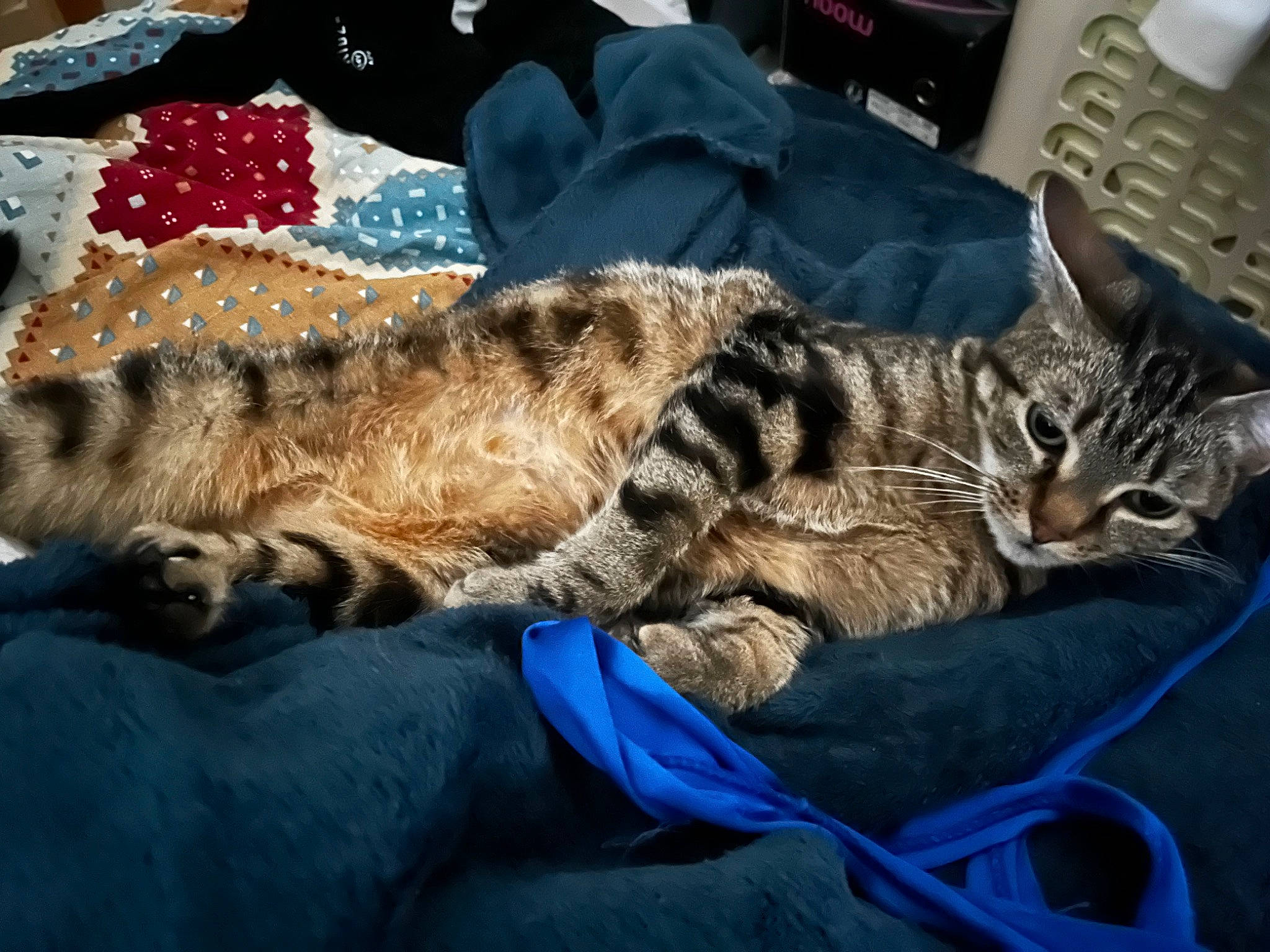 Pupuce participe au concours pour gagner de l'argent avec cette photo : bed, carnivore, cat, claw, comfort, domestic_short_haired_cat, felidae, fur, nap, pattern, paw, sleep, small_to_medium_sized_cats, tail, terrestrial_animal, whiskers, wildlife