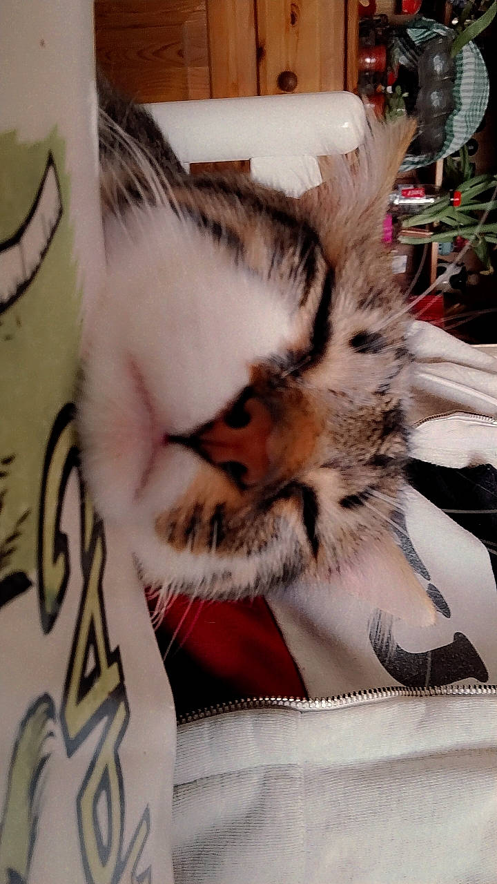 Diabolo a rejoint le concours — aidez-le/la à gagner de superbes lots ! carnivore, cat, cat_bed, claw, comfort, domestic_short_haired_cat, fawn, felidae, fur, linens, nap, pattern, paw, room, sleep, small_to_medium_sized_cats, tail, textile, whiskers