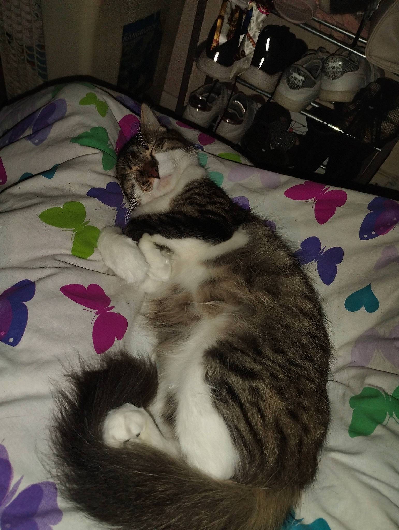 Diabolo a rejoint le concours — aidez-le/la à gagner de superbes lots ! bed, bedding, carnivore, cat, claw, comfort, domestic_short_haired_cat, felidae, fur, grey, hardwood, linens, paw, room, small_to_medium_sized_cats, tail, whiskers