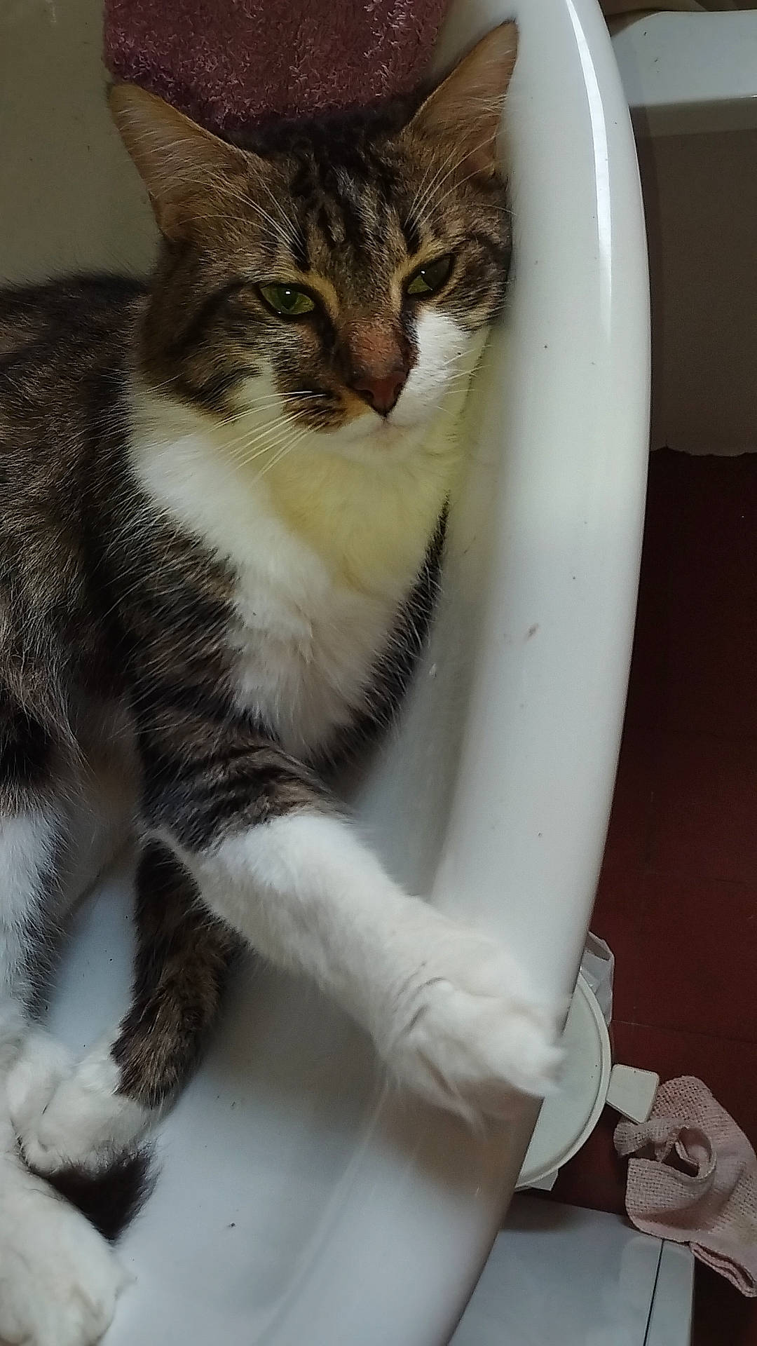 Diabolo participe au concours pour gagner de l'argent avec cette photo : carnivore, cat, cat_supply, claw, comfort, domestic_short_haired_cat, eye, felidae, fur, paw, pet_supply, sitting, small_to_medium_sized_cats, tail, terrestrial_animal, whiskers