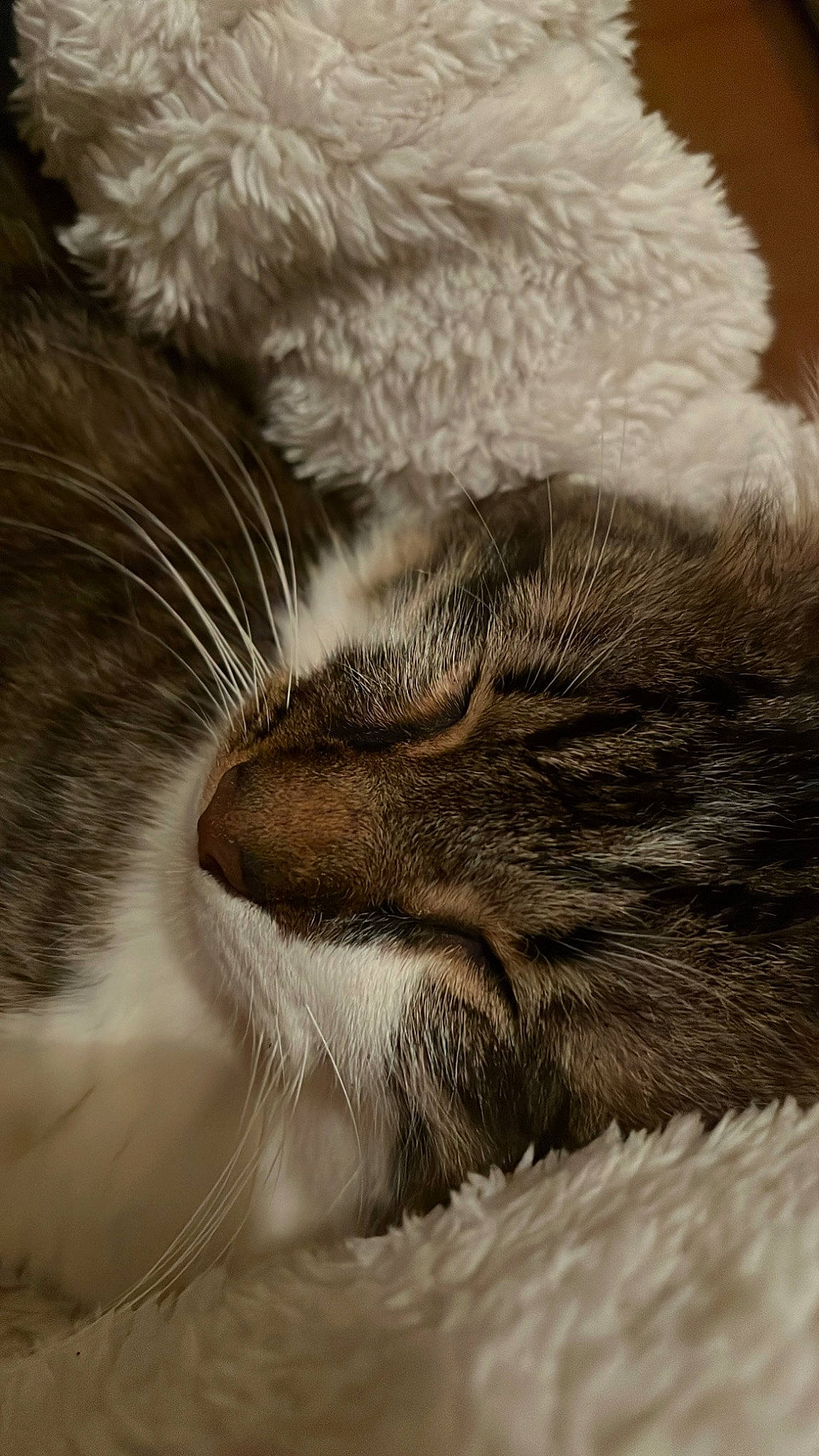 Diabolo participe au concours pour gagner de l'argent avec cette photo : carnivore, cat, claw, comfort, domestic_short_haired_cat, fawn, felidae, fur, grey, nap, paw, sleep, small_to_medium_sized_cats, snout, tail, terrestrial_animal, whiskers, wildlife