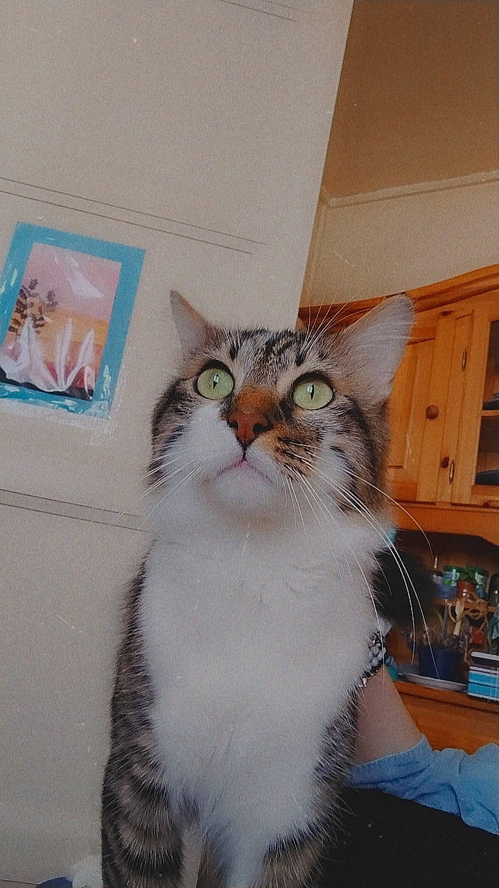 Diabolo participe au concours pour gagner de l'argent avec cette photo : art, cabinetry, carnivore, cat, domestic_short_haired_cat, door, drawer, felidae, fur, paper_product, paw, small_to_medium_sized_cats, snout, tail, whiskers, window