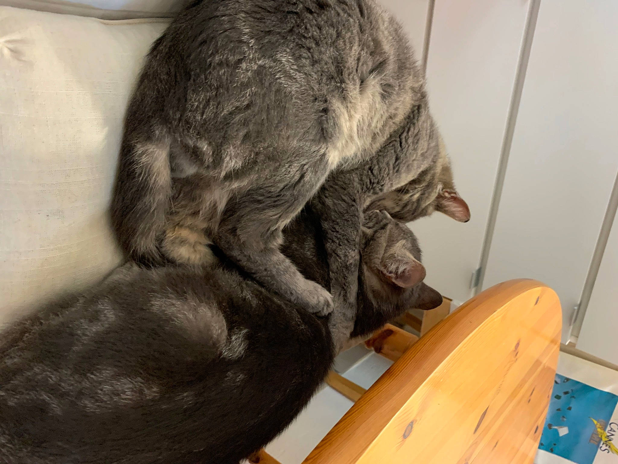 Canaille a rejoint le concours — aidez-le/la à gagner de superbes lots ! art, comfort, dog_breed, drawer, ear, fur, hardwood, jaw, natural_material, office_supplies, personal_protective_equipment, sculpture, snout, sporting_group, tail, terrestrial_animal, varnish, whiskers, wood, wood_stain