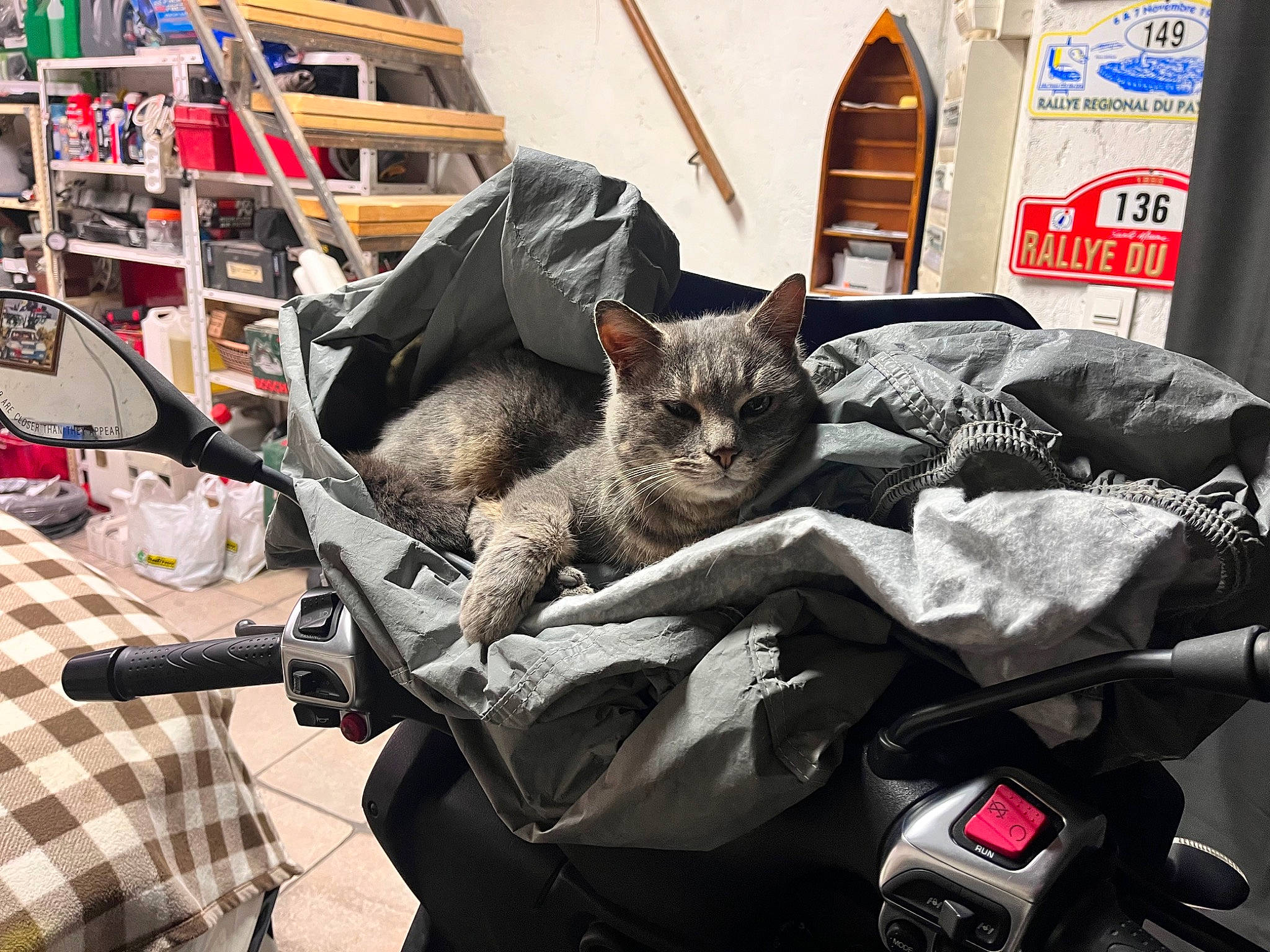 Canaille participe au concours pour gagner de l'argent avec cette photo : auto_part, bag, baggage, bicycle_tire, carnivore, cat, comfort, domestic_short_haired_cat, felidae, fur, grey, linens, luggage_and_bags, metal, motor_vehicle, shelf, small_to_medium_sized_cats, suitcase, vehicle, whiskers
