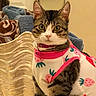 animal, cat, clothing, cozy, curious, cute, domestic, fabric, feline, indoor, pattern, pet, pink, portrait, soft, strawberry, tabby, texture, towel, white