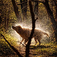 Pixel participe au concours pour gagner de l'argent avec cette photo : animal, branch, canine, daylight, dog, environment, forest, grass, light, motion, nature, outdoor, path, shake, sparkle, sunlight, tree, water, wet, wildlife
