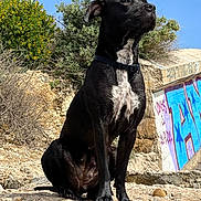 Joy participe au concours pour gagner de l'argent avec cette photo : dog, black_dog, white_chest, rocky_terrain, outdoor, blue_sky, greenery, graffiti, sitting, alert, collar, nature, sunlight, pet, canine, animal, portrait, daylight, rock, watchful