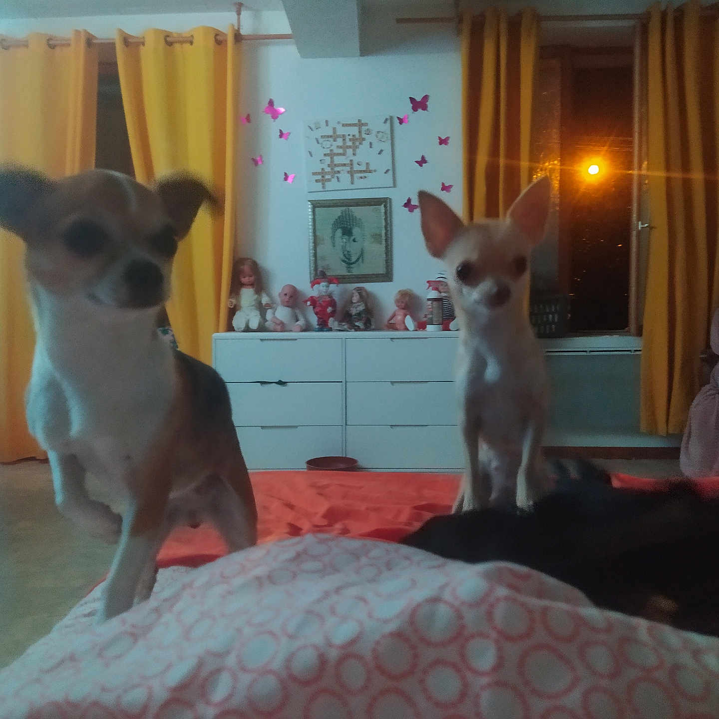 Chipie