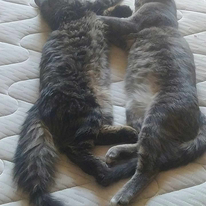 Mya a rejoint le concours — aidez-le/la à gagner de superbes lots ! abyssinian, angora, animal, bed, bedroom, canine, cat, couch, cushion, dog, egyptiancat, furniture, homedecor, indoors, kitten, manx, person, pet, room, sleeping