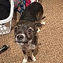 dog, small_dog, carpet, laundry_basket, blanket, indoor, pet, curious, brown, white_paws, fur, looking_up, household_items, floor, cute, animal, companion, domestic, standing, scruffy
