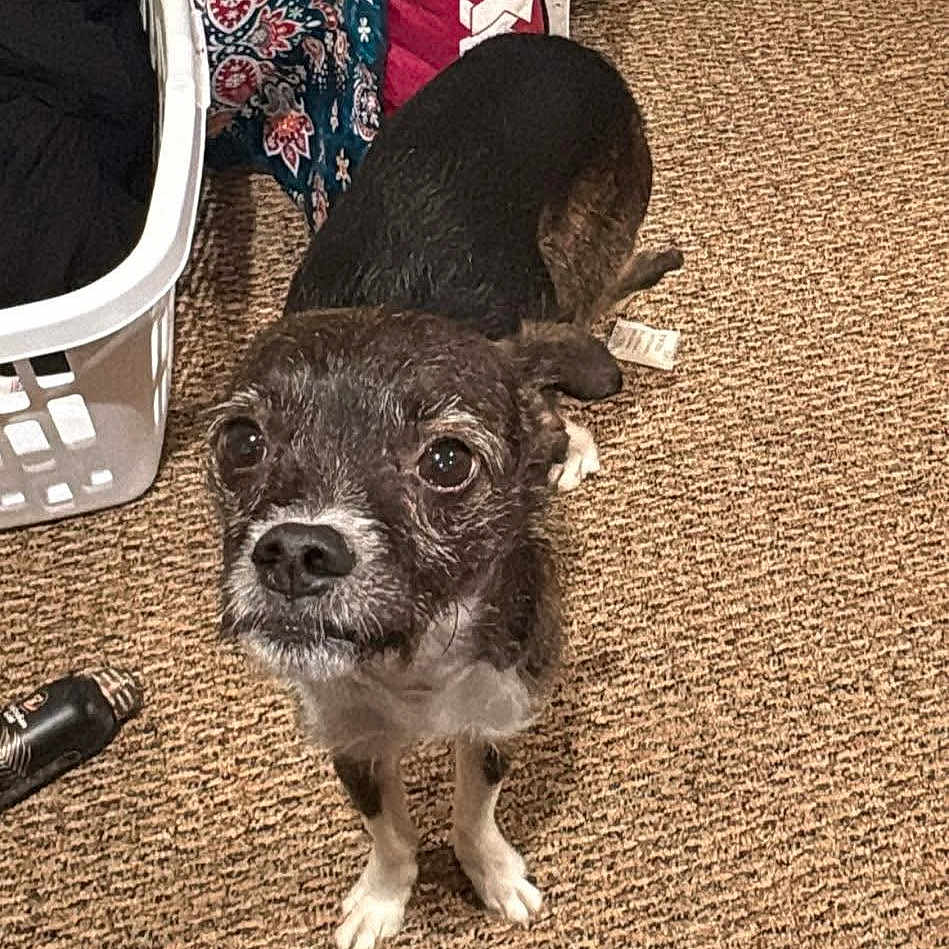 Knuo joined the competition — help win amazing prizes! animal, blanket, brown, carpet, companion, curious, cute, dog, domestic, floor, fur, household_items, indoor, laundry_basket, looking_up, pet, scruffy, small_dog, standing, white_paws