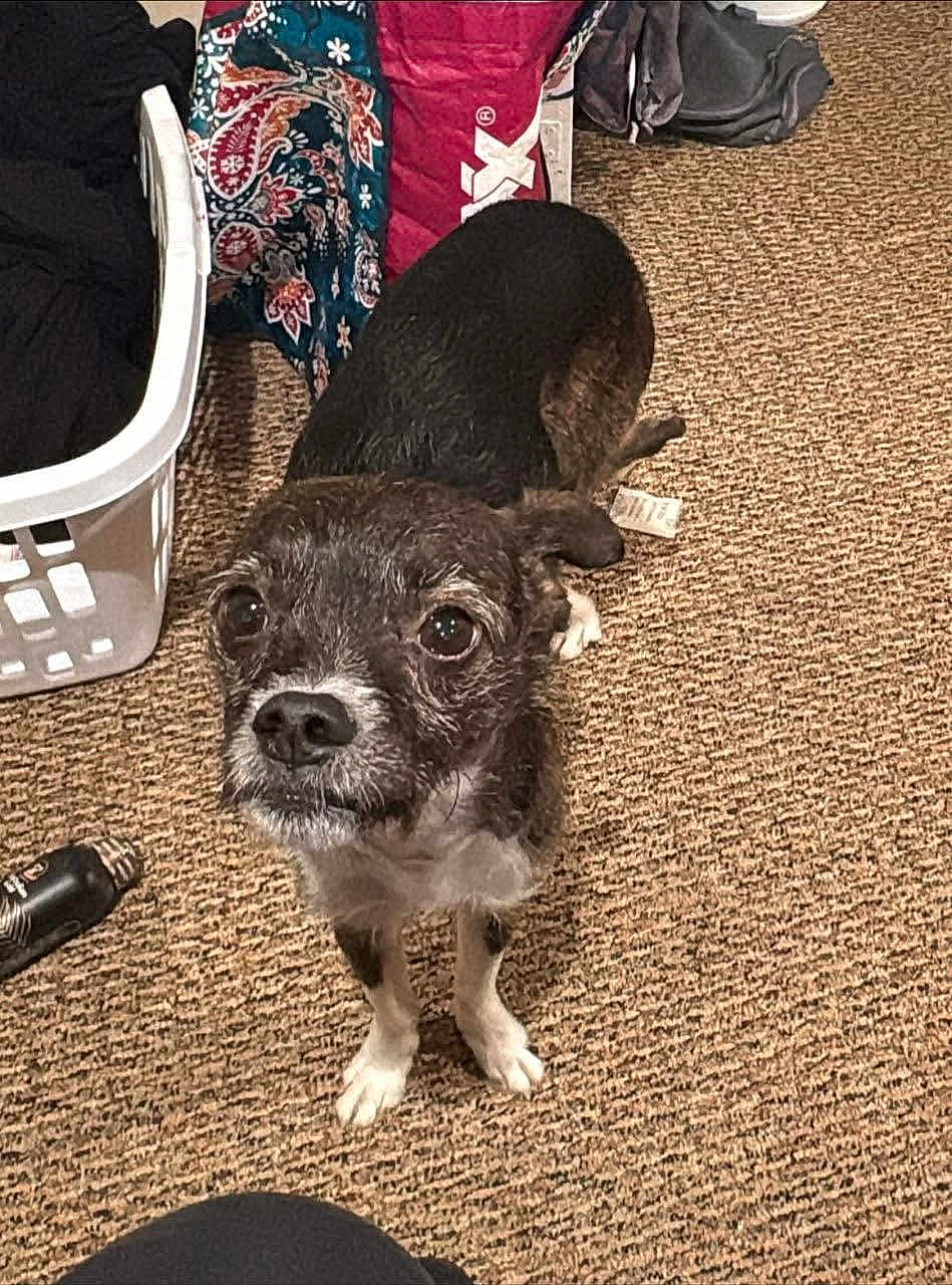 Knuo joined the competition — help win amazing prizes! dog, small_dog, carpet, laundry_basket, blanket, indoor, pet, curious, brown, white_paws, fur, looking_up, household_items, floor, cute, animal, companion, domestic, standing, scruffy