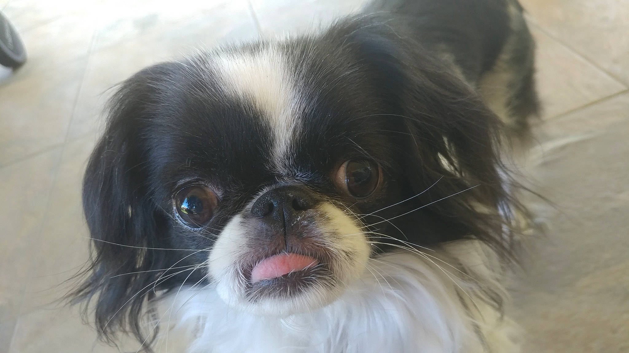 Chloe is registered to the contest to win money with this photo: canidae, carnivore, companion_dog, dog, dog_breed, eye, fawn, fur, hair, head, iris, king_charles_spaniel, liver, plant, snout, sporting_group, terrestrial_animal, toy_dog, whiskers, working_animal