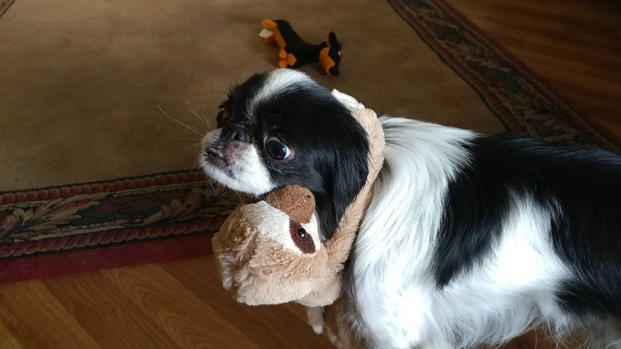 Chloe joined the competition — help win amazing prizes! canidae, carnivore, companion_dog, dog, dog_breed, dog_supply, flooring, fur, hardwood, non_sporting_group, snout, sporting_group, tail, terrestrial_animal, toy_dog, varnish, whiskers, wood, working_animal