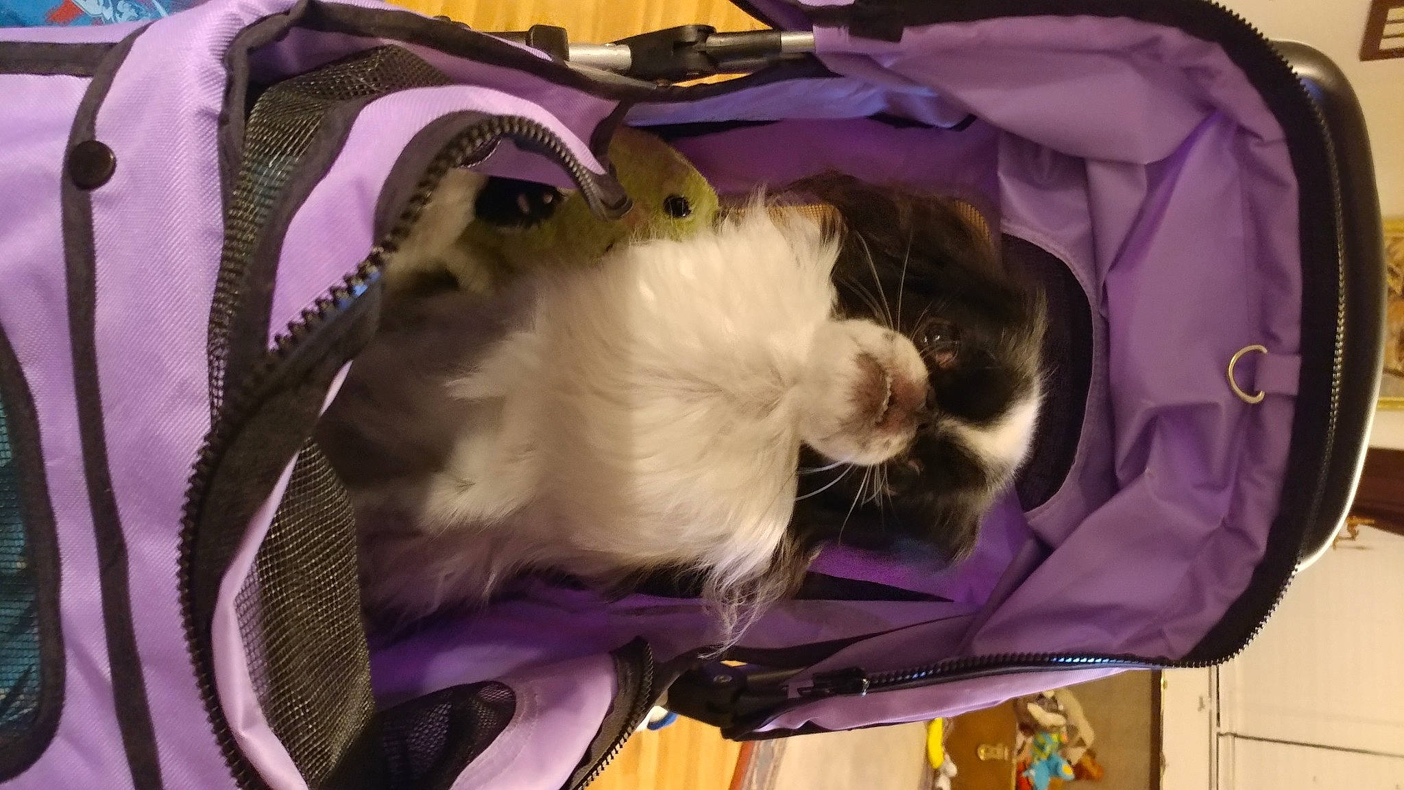 Chloe joined the competition — help win amazing prizes! bag, canidae, carnivore, cat, cat_supply, collar, comfort, companion_dog, dog_breed, fawn, felidae, fur, magenta, pet_supply, purple, small_to_medium_sized_cats, sporting_group, tail, violet, whiskers