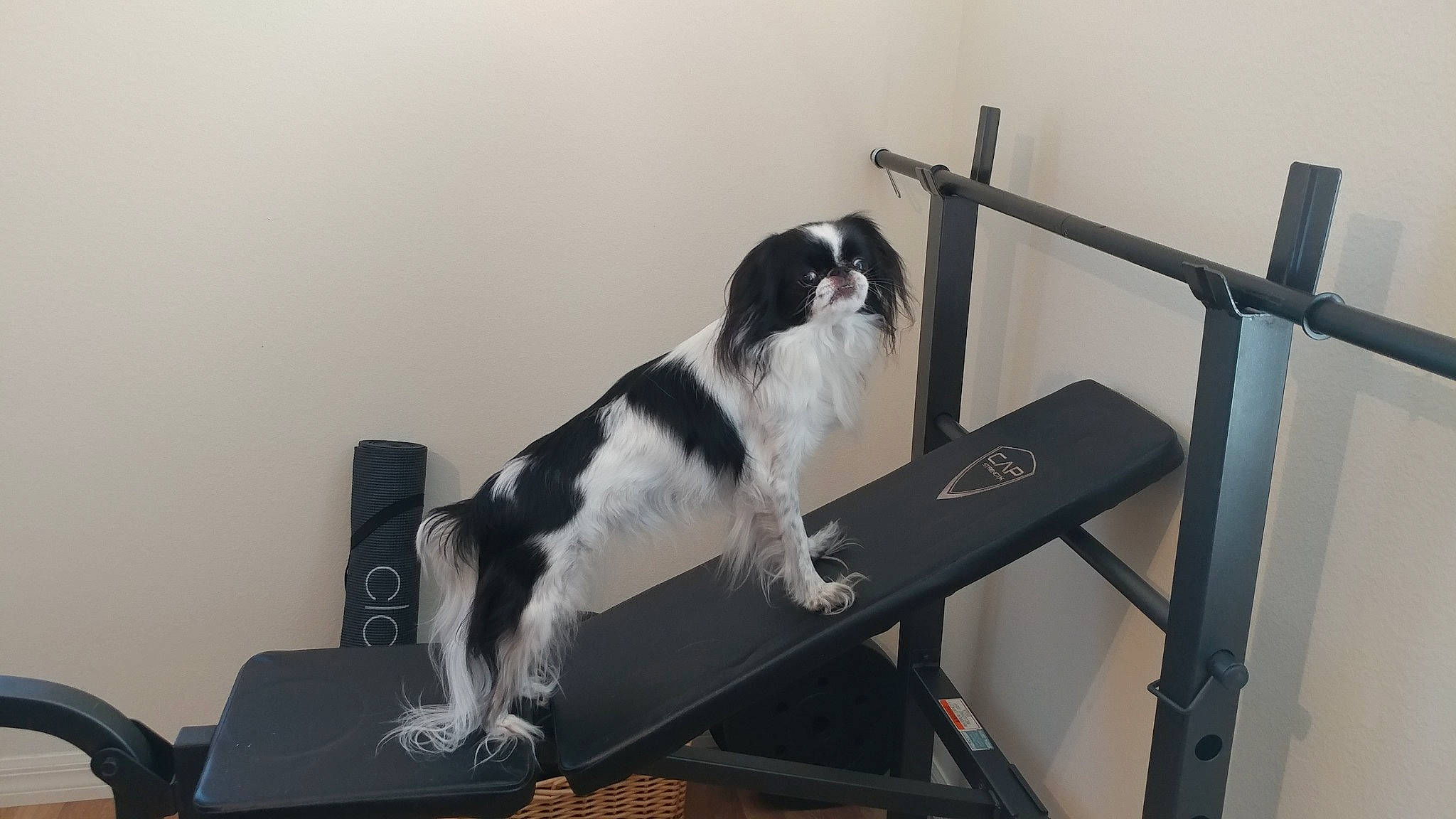 Chloe joined the competition — help win amazing prizes! canidae, carnivore, companion_dog, dog, dog_breed, fur, furniture, gun_dog, sitting, sporting_group, table, tail, working_dog