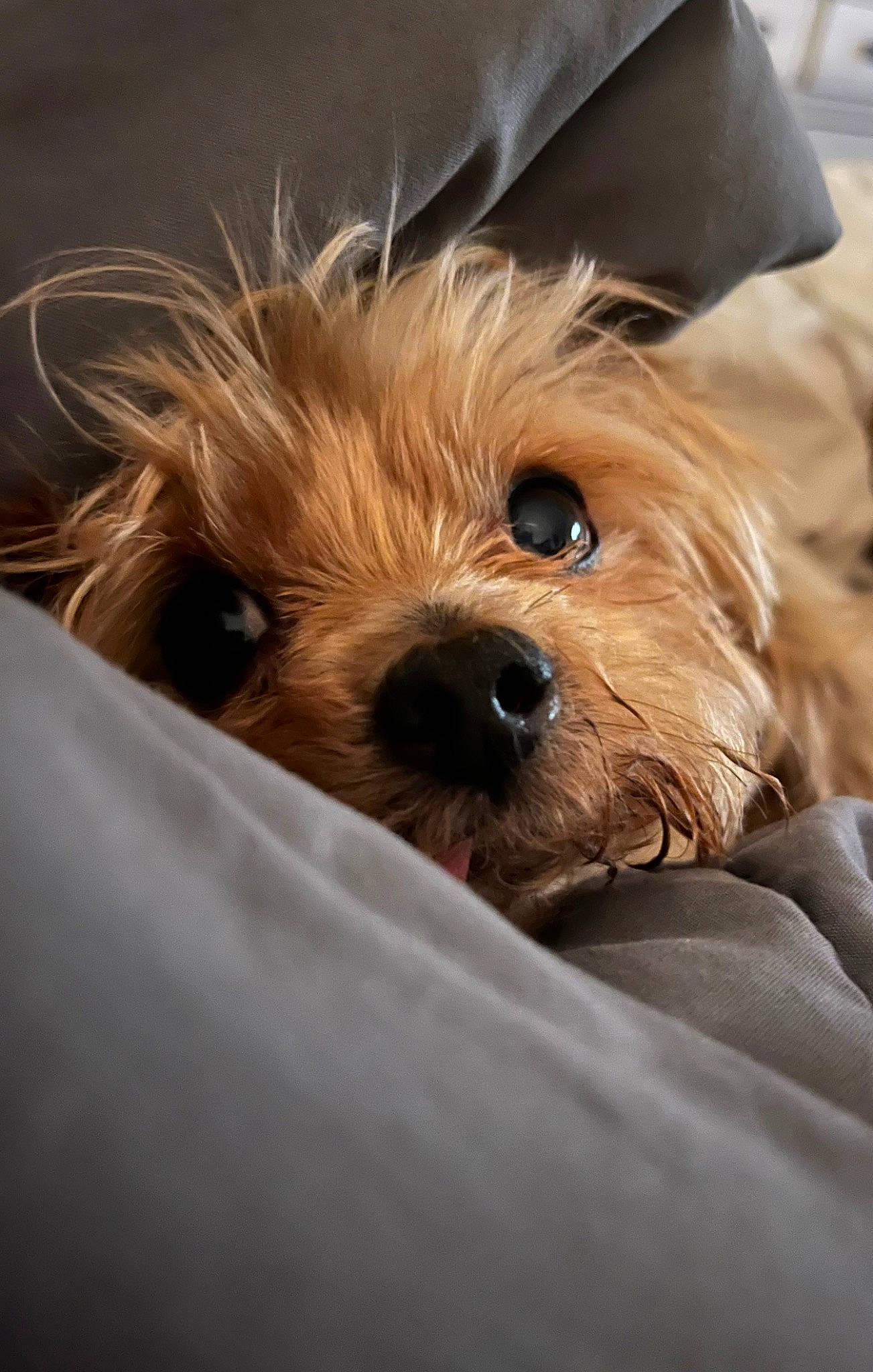 Mico is registered to the contest to win money with this photo: biewer_terrier, canidae, carnivore, comfort, companion_dog, dog, dog_breed, fawn, fur, liver, maltepoo, small_terrier, snout, sporting_group, terrier, toy, toy_dog, whiskers, working_animal, yorkipoo