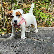 Bulle a rejoint le concours — aidez-le/la à gagner de superbes lots ! puppy, dog, pet, animal, outdoor, nature, tree_stump, greenery, leaves, harness, young, cute, small, fur, white, brown, curious, standing, forest, daylight