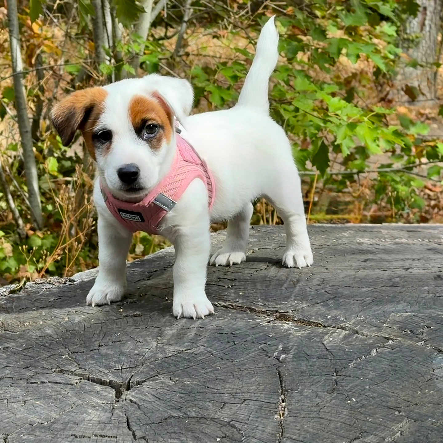Bulle a rejoint le concours — aidez-le/la à gagner de superbes lots ! puppy, dog, pet, animal, outdoor, nature, tree_stump, greenery, leaves, harness, young, cute, small, fur, white, brown, curious, standing, forest, daylight