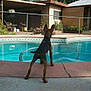 Smokey joined the competition — help win amazing prizes! carnivoran, dog, dog_like_mammal, fun, leisure, recreation, swimming_pool, vacation
