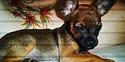 Smokey joined the competition — help win amazing prizes! carnivoran, chihuahua, dog, dog_breed, dog_breed_group, dog_like_mammal, puppy, russkiy_toy, snout