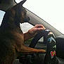 Smokey is registered to the contest to win money with this photo: car, dog, dog_breed, dog_breed_group, dog_like_mammal, pinscher, snout