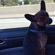 Smokey is registered to the contest to win money with this photo: auto_part, car, carnivoran, dog, dog_breed, dog_breed_group, dog_like_mammal, mammal, snout, vehicle, vehicle_door