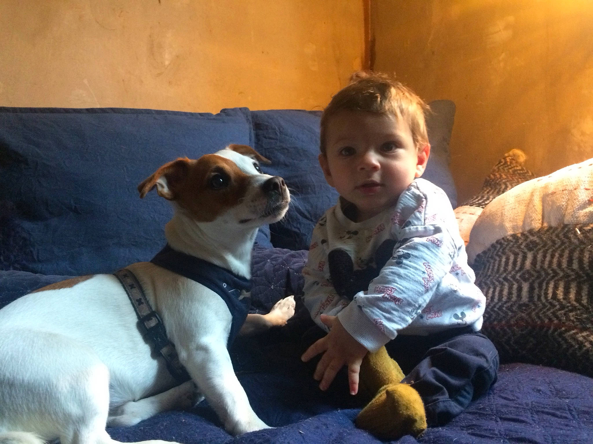 Leon participe au concours pour gagner de l'argent avec cette photo : baby, canidae, carnivore, child, comfort, companion_dog, dog, dog_breed, fawn, fun, fur, happy, lap, person, sitting, snout, sporting_group, sunglasses, t_shirt, terrier