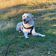 Usco participe au concours pour gagner de l'argent avec cette photo : animal, canine, daylight, dog, field, forest, grass, happy, harness, leash, mammal, nature, outdoor, pet, relaxed, scenery, sitting, sunlight, trees, white_dog