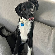 Tobi is registered to the contest to win money with this photo: dog, black_and_white, happy, sitting, couch, indoor, pet, collar, tag, fur, paw, face, ears, smile, animal, domestic, friendly, cozy, blanket, window