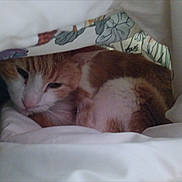 Digger joined the competition — help win amazing prizes! animal, blanket, cat, comfort, cozy, cute, domestic, face, fur, hiding, indoor, nap, orange_cat, pet, relaxation, resting, sleepy, soft, whiskers, white_cat